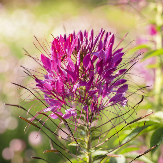 cleome mauve queen