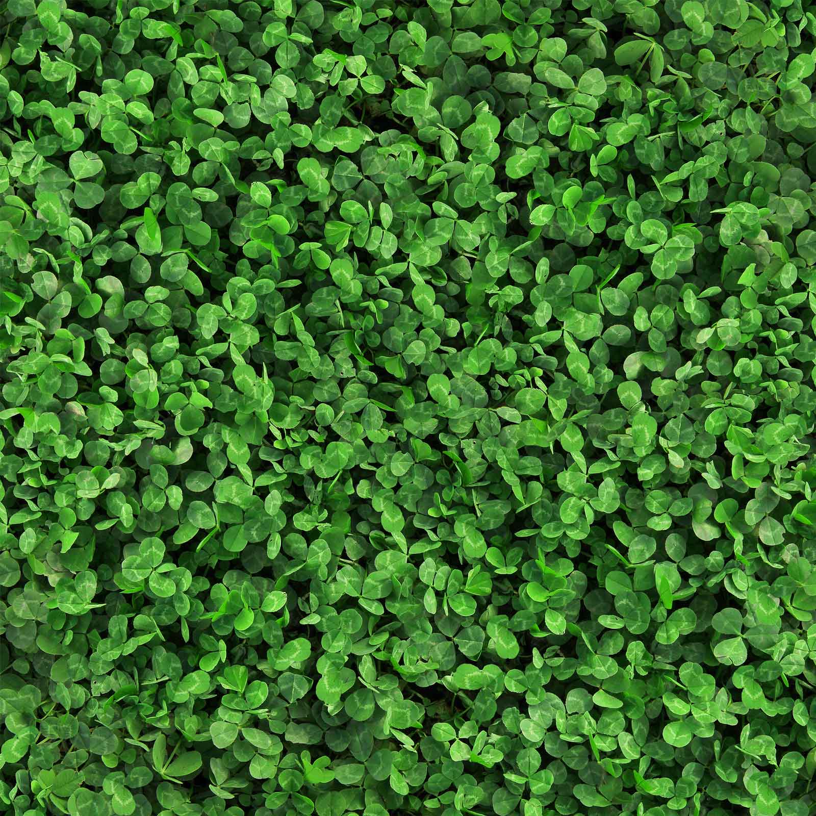Close-up of green microclover leaves