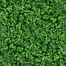 Close-up of green microclover leaves