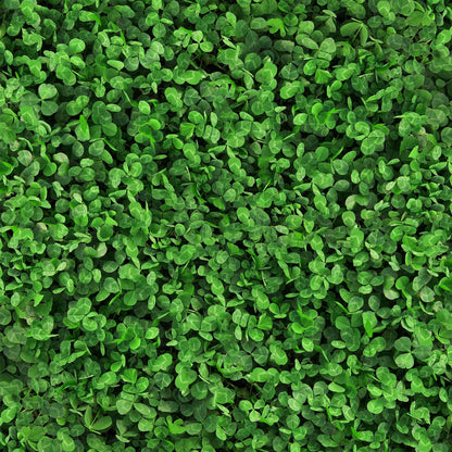 Close-up of green microclover leaves