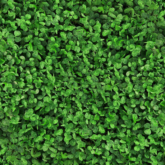 Close-up of green microclover leaves