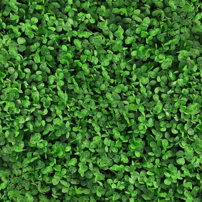Close-up of green microclover leaves