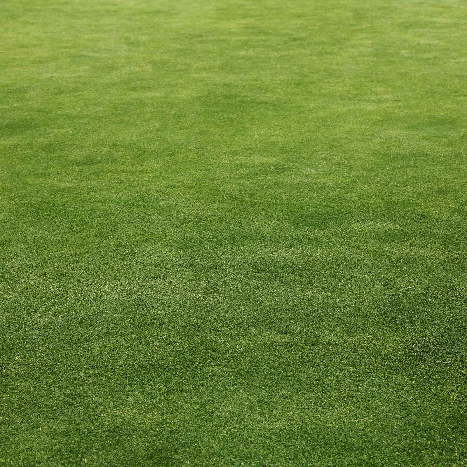 Grass field of microgreen clover