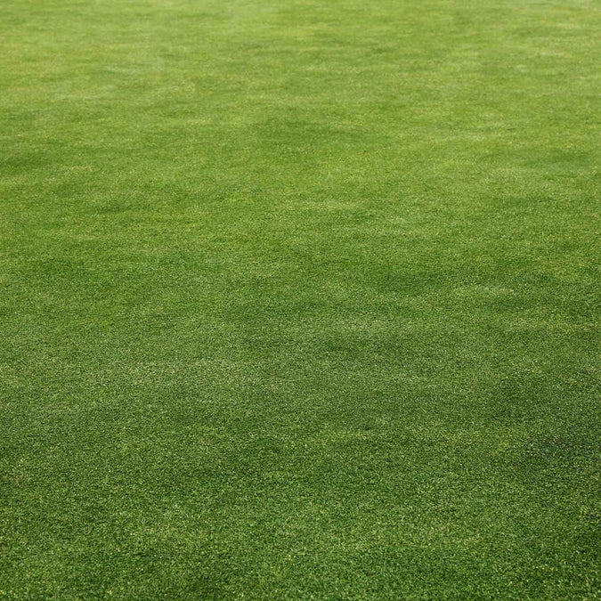 Grass field of microgreen clover