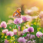 Butterfly on a cover crop clover medium red flower with a blurred natural background