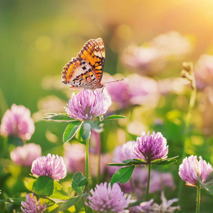 Butterfly on a cover crop clover medium red flower with a blurred natural background