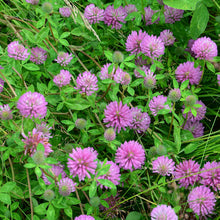 Pink clover medium red cover crop flowers with green leaves in a field