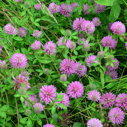 Pink clover medium red cover crop flowers with green leaves in a field