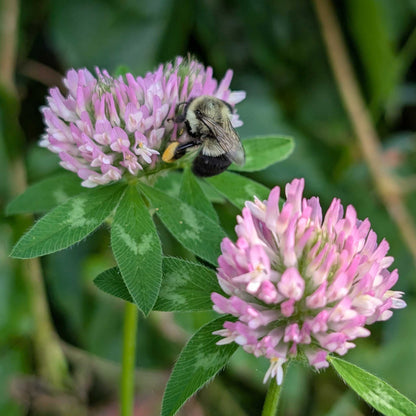 Close up of two pink flowers from cover crop clover medium red shown with a bumblebee on one of them.