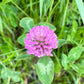 Pink flower of the clover medium red cover crop with green leaves on a blurred green background