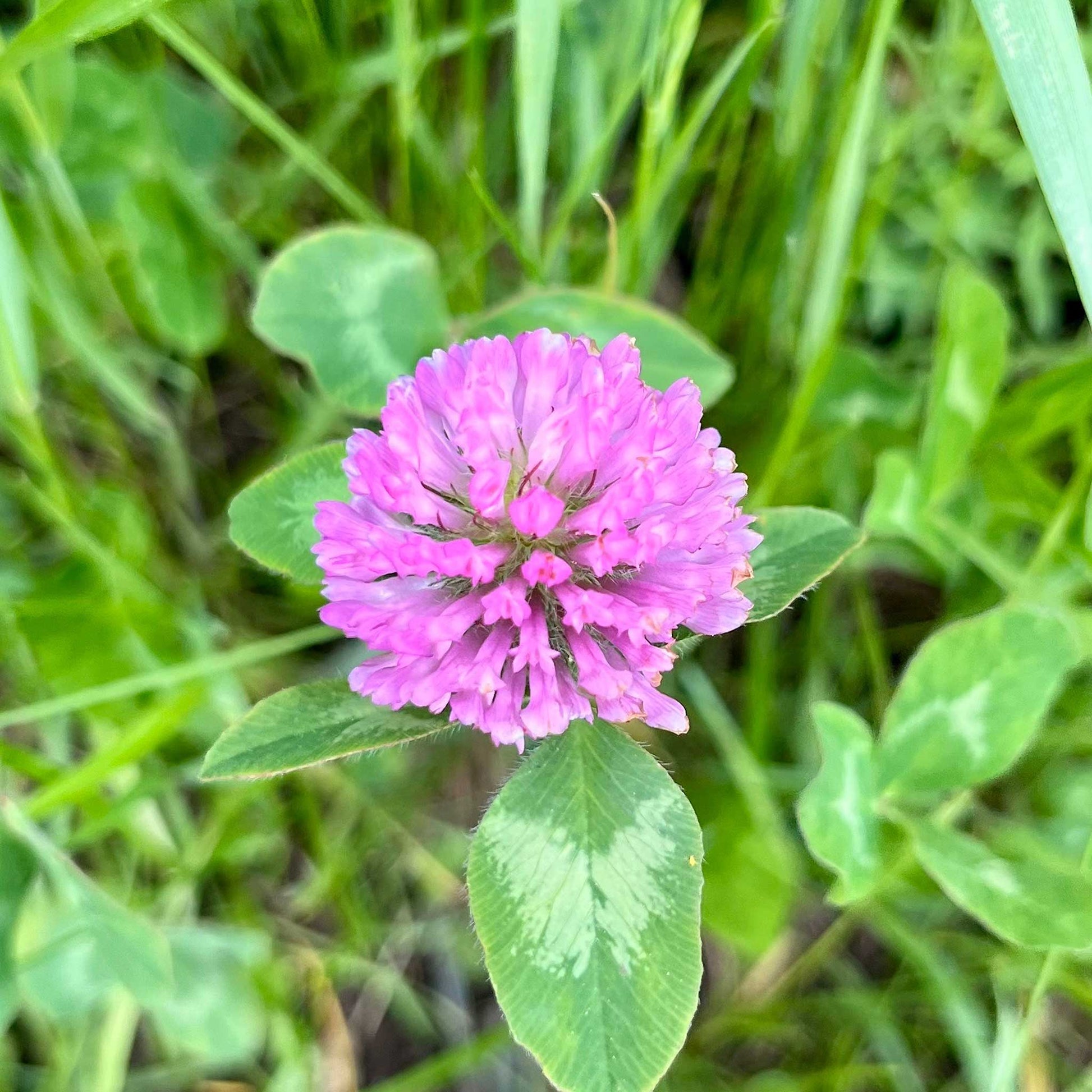 Pink flower of the clover medium red cover crop with green leaves on a blurred green background