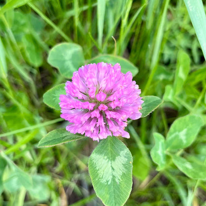 Pink flower of the clover medium red cover crop with green leaves on a blurred green background