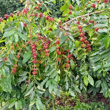 A close-up view of small, vibrant, red Coffee seeds on a lush green background.