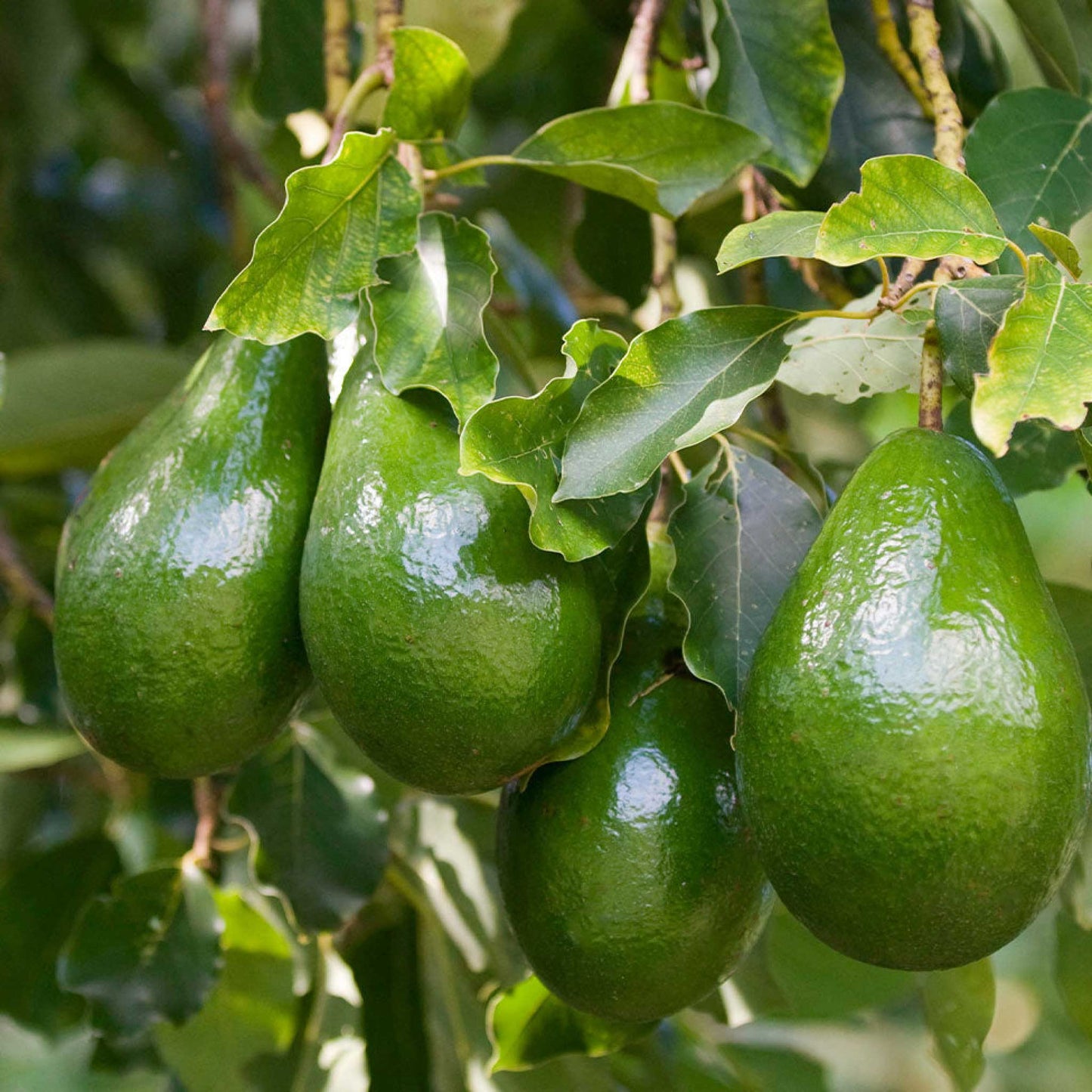 Cold Hardy Avocado Tree
