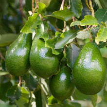 Cold Hardy Avocado Tree