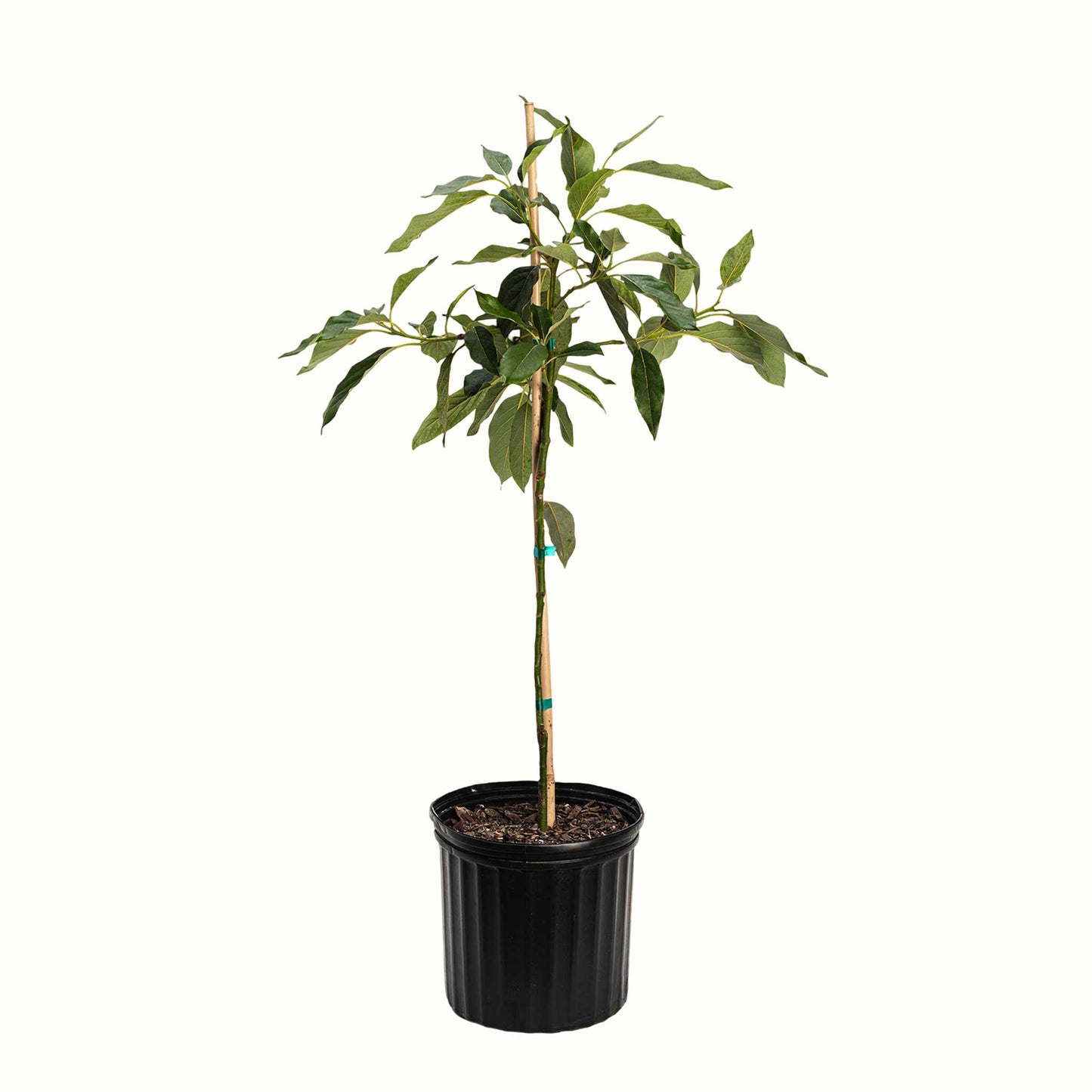 Cold Hardy Avocado Tree