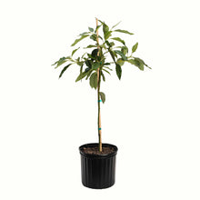 Cold Hardy Avocado Tree