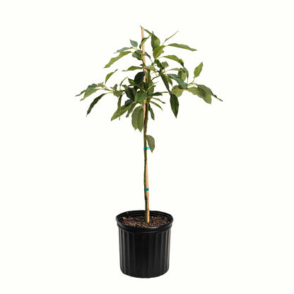 Cold Hardy Avocado Tree