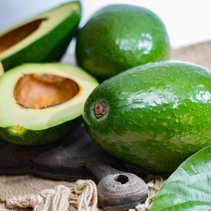Cold Hardy Avocado Tree