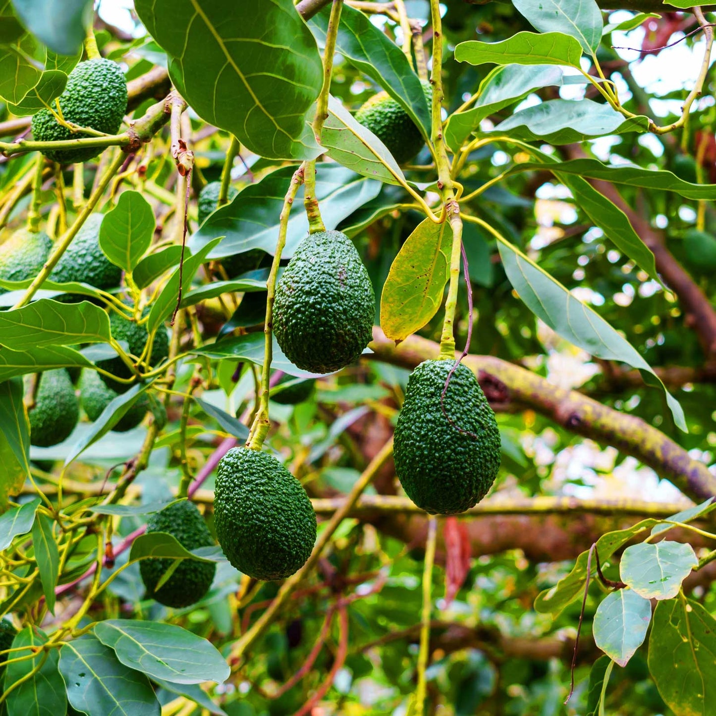 Cold Hardy Avocado Tree