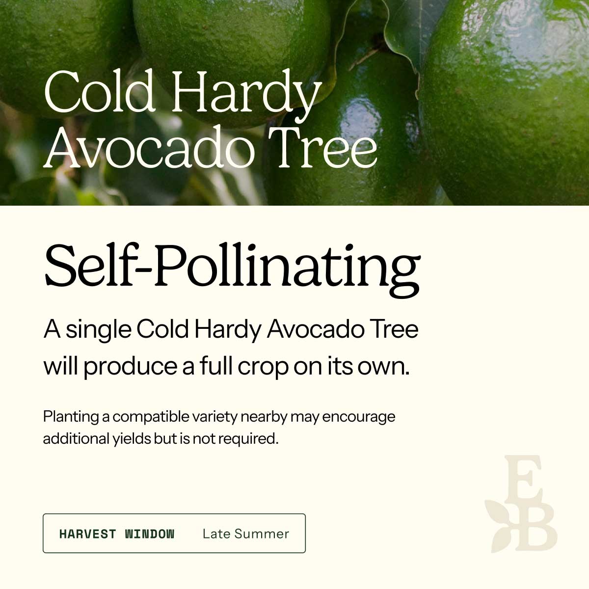Informational graphic for a Cold Hardy Avocado Tree, featuring a top photo of green avocados and text stating it is self-pollinating and produces a full crop on its own.