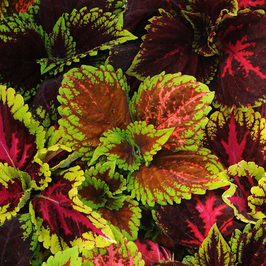 coleus kong empire mix