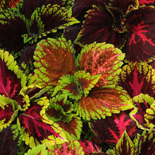 Coleus kong empire mix with bold red, green, and yellow leaves against a blurred garden background.