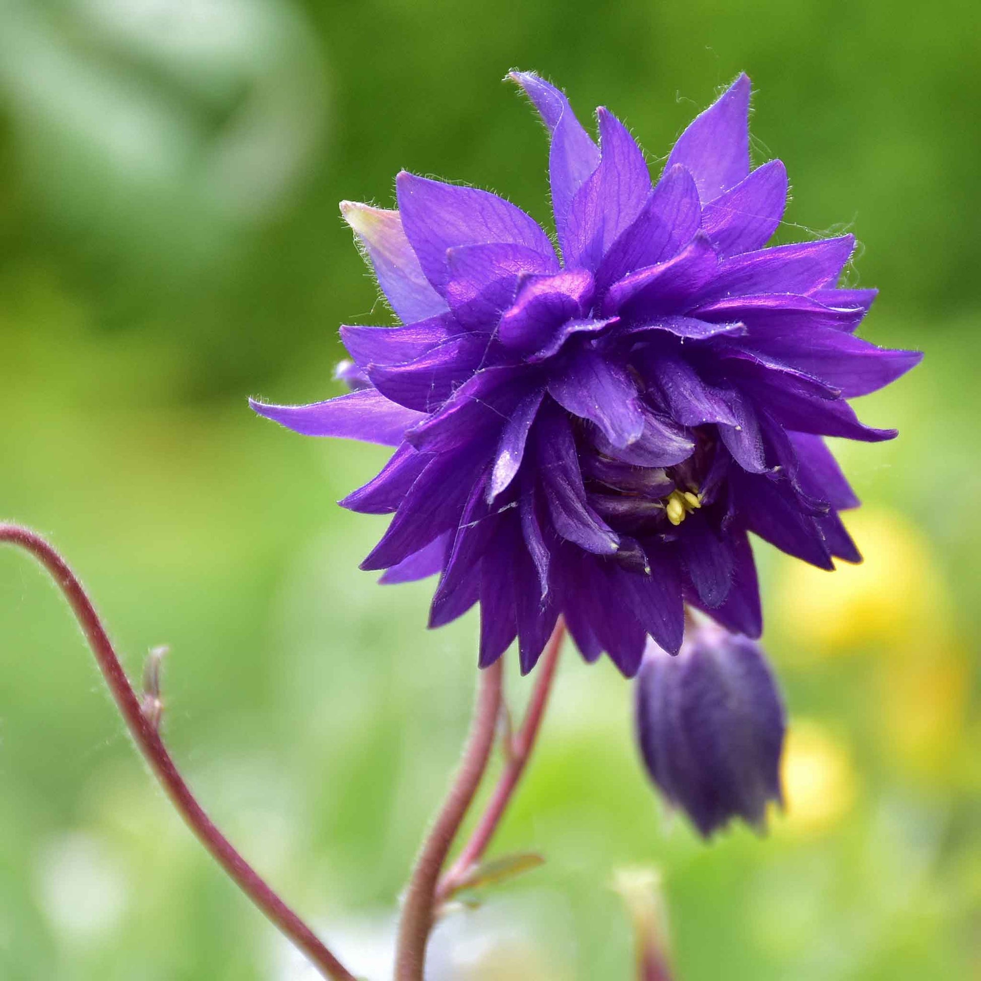 Purple columbine Barlow mix flower with yellow center against a bright green background.