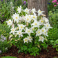 Columbine Seeds - Crystal Star