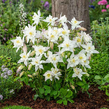 White columbine crystal star flowers with green foliage growing in a garden setting. | copyright: Floramedia UK Ltd