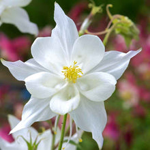 White columbine crystal star bloom with delicate petals against a soft blurred background. | copyright: Floramedia UK Ltd