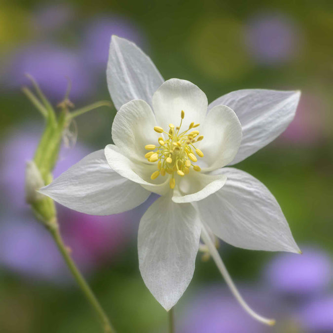 Columbine Seeds - Crystal Star