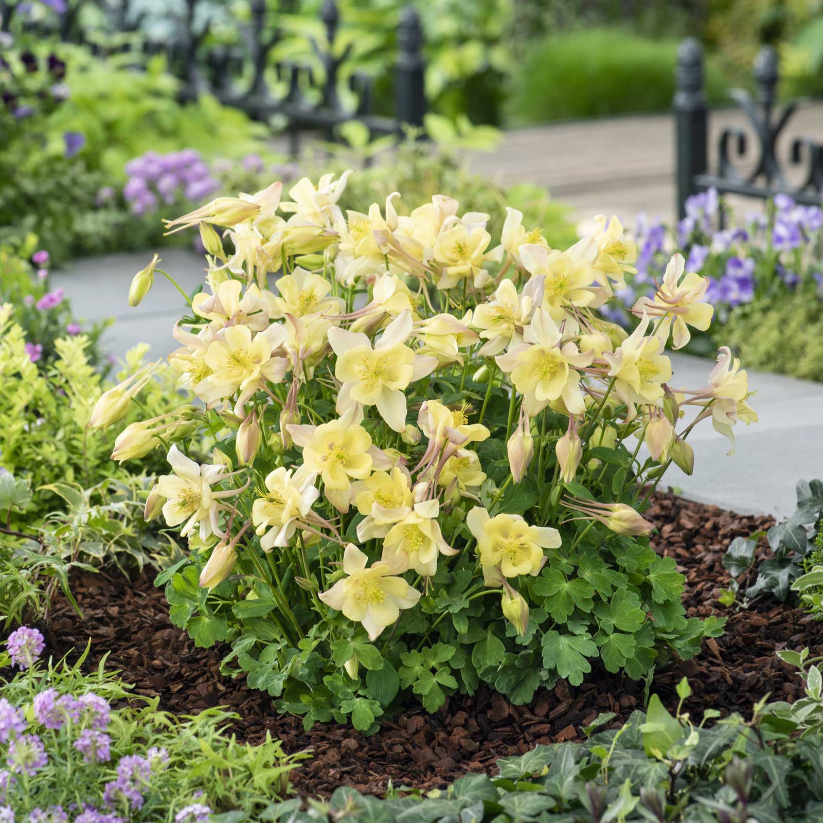 Columbine earlybird yellow flowering plant in a garden setting with greenery and a pathway.