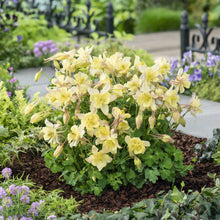Columbine earlybird yellow flowering plant in a garden setting with greenery and a pathway.