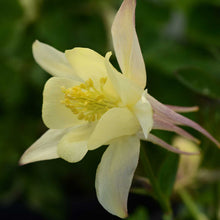 Columbine earlybird yellow flower with a green blurred background
