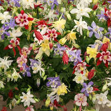 Columbine McKana giant mix in red, yellow, and white blooms against a green leafy background.