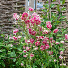 Deep pink columbine Nora Barlow blooms on tall stems against a sunny yellow-green background.
