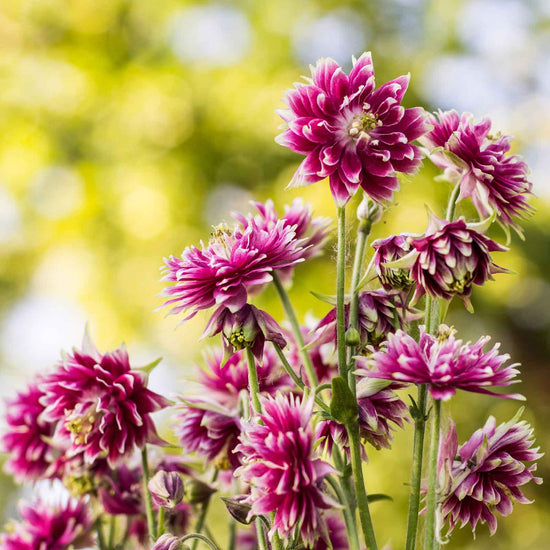 Columbine Roots Columbine Roots - Nora Barlow | Spring Flower Bulbs | Eden Brothers