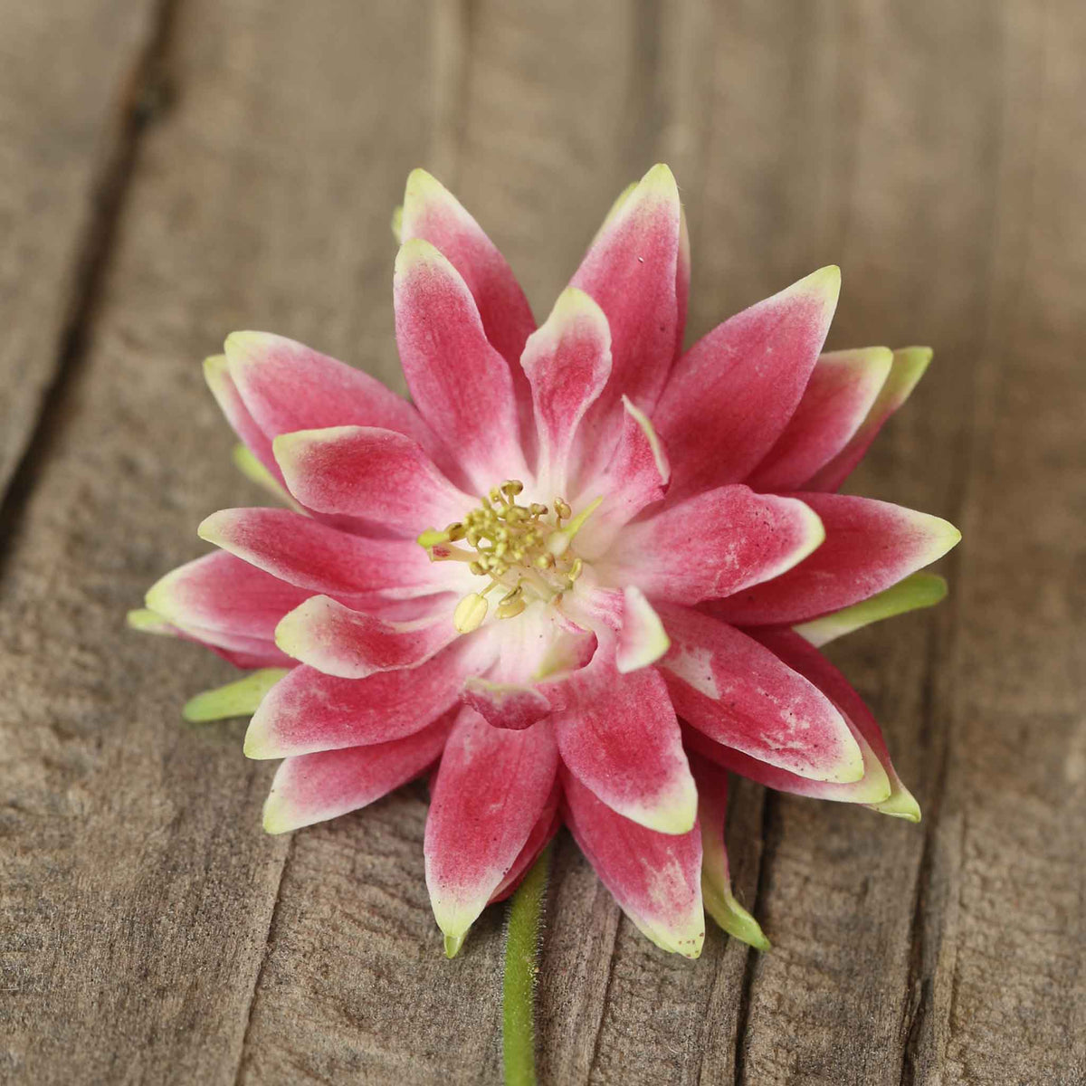 Columbine Roots Columbine Roots - Nora Barlow | Spring Flower Bulbs | Eden Brothers