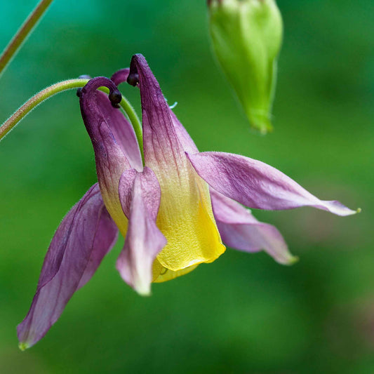 Columbine Roots Columbine Seeds | Shop 11 Varieties | Eden Brothers