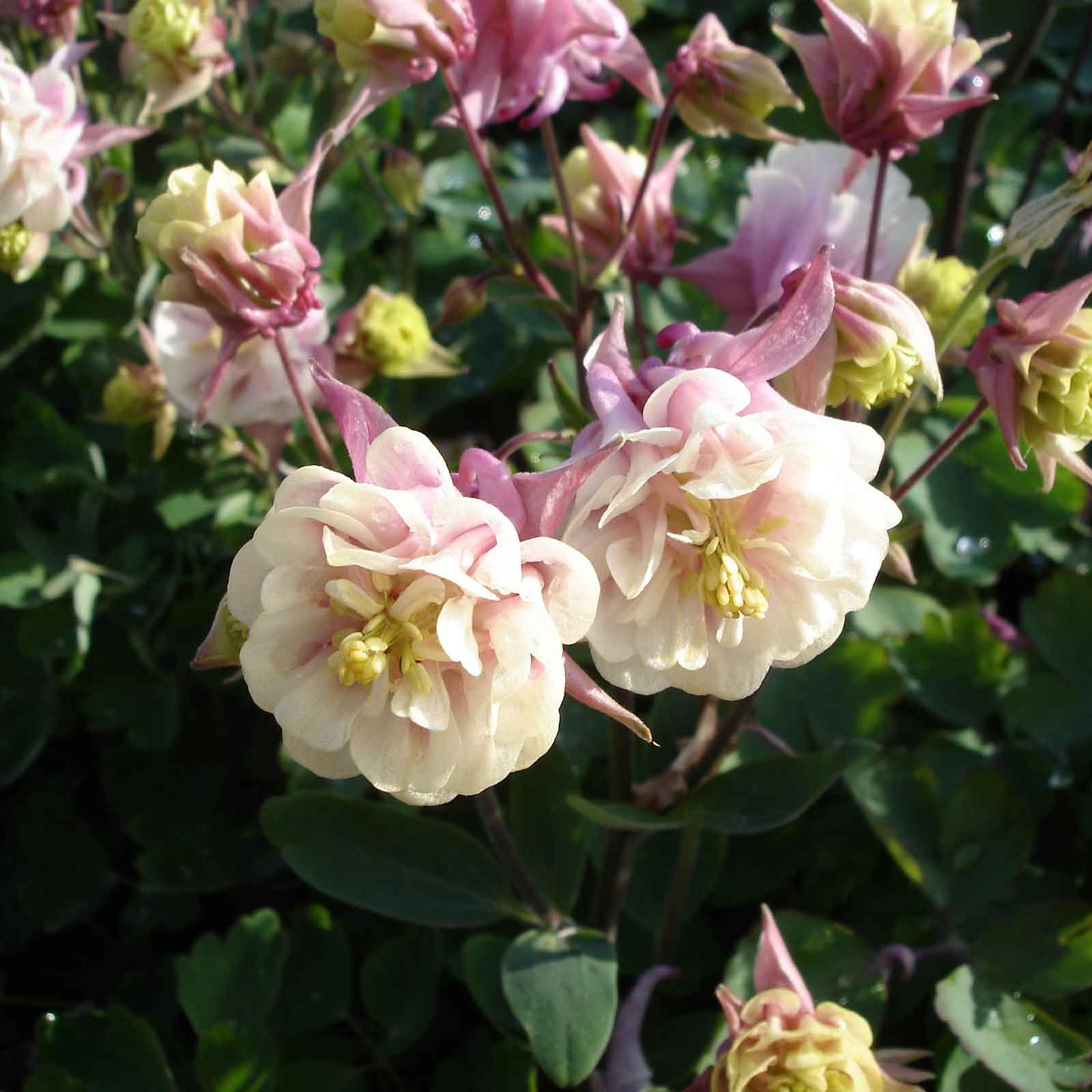 Cream and pink columbine winky double rose white flowers with lush green foliage.