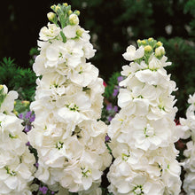 White goddess stock flowers with tall white blooms and pink tips against a green background.