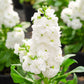 column stock white goddess