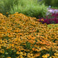 coneflower artisan yellow ombre