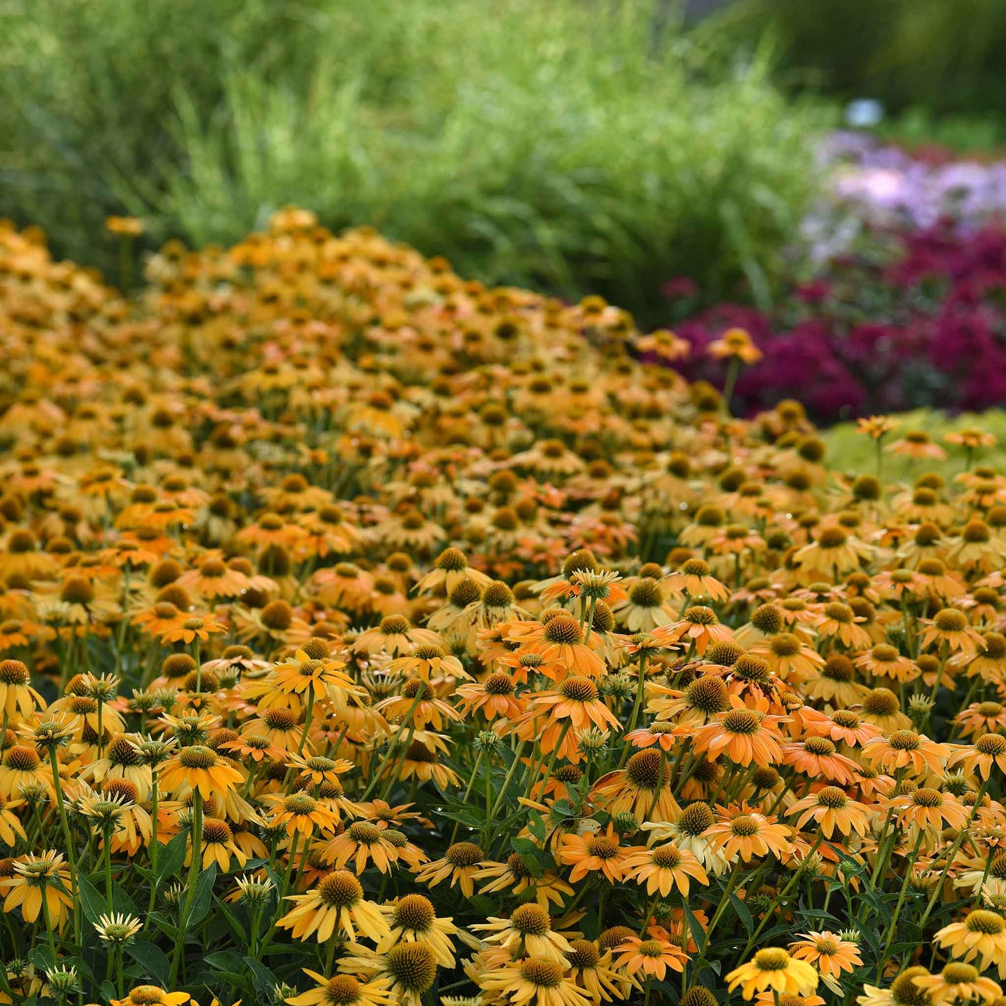 coneflower artisan yellow ombre