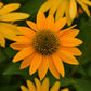 coneflower artisan yellow ombre