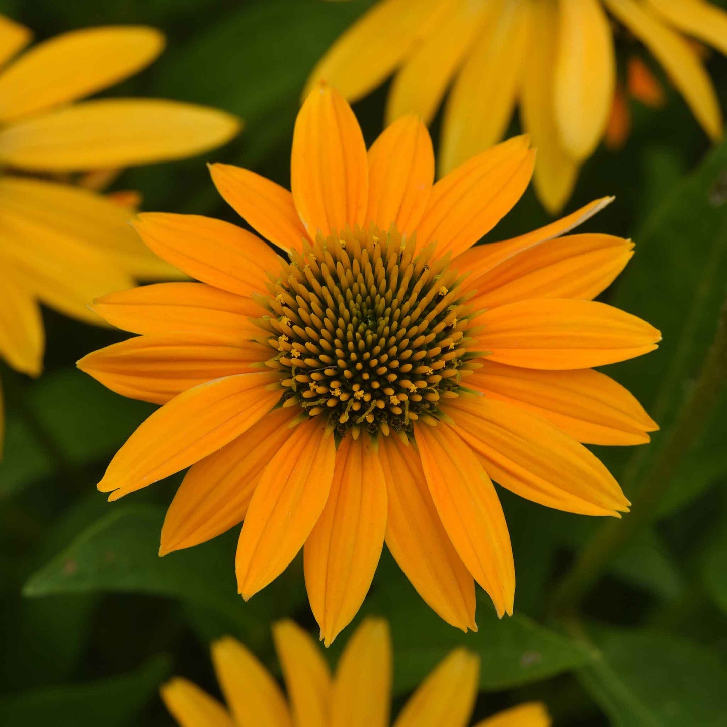 coneflower artisan yellow ombre