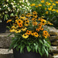 coneflower artisan yellow ombre