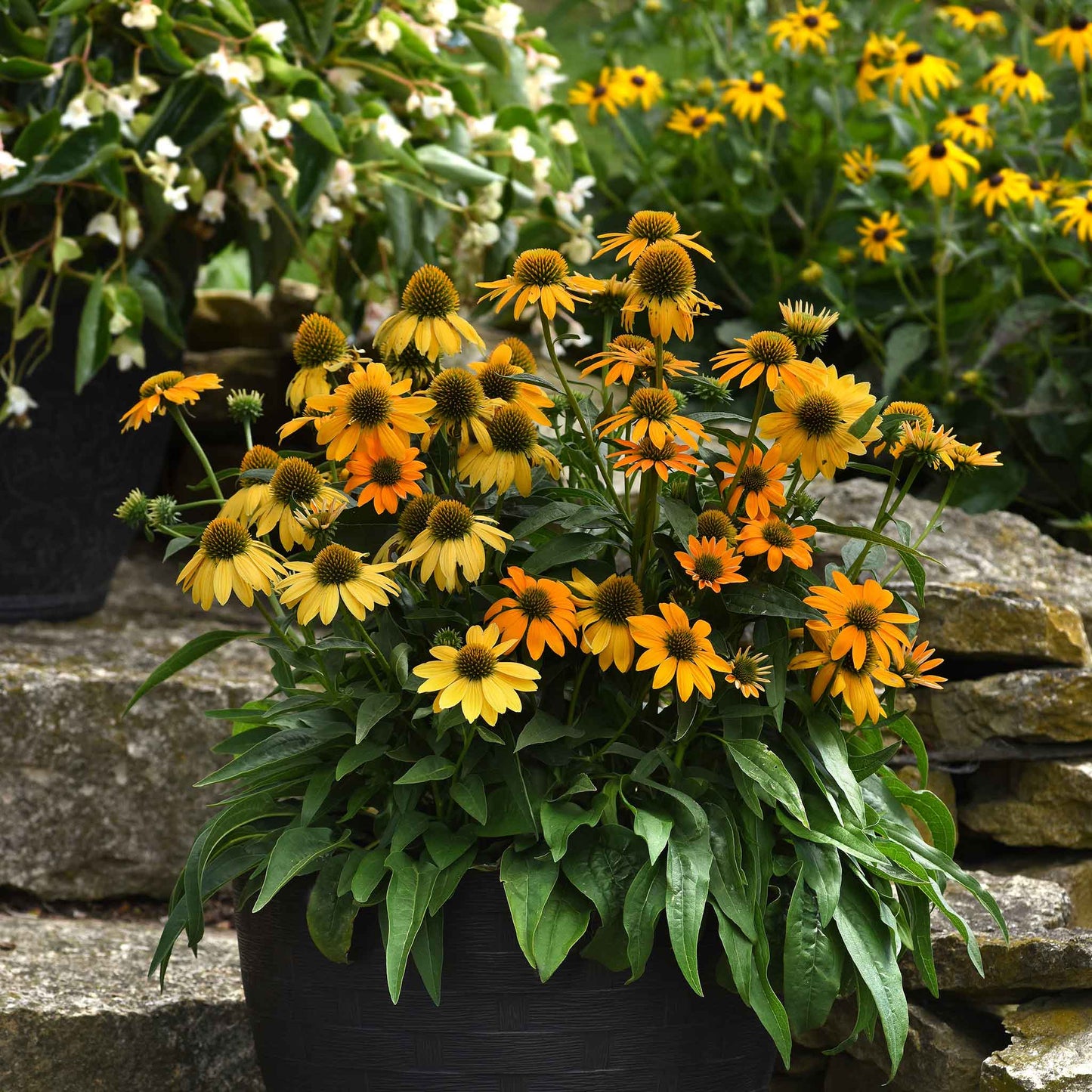 coneflower artisan yellow ombre