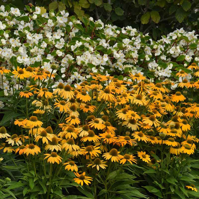 coneflower artisan yellow ombre